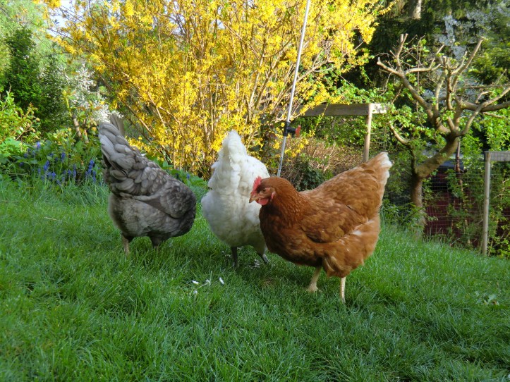 Vorgartenmarkt Bio-Restl